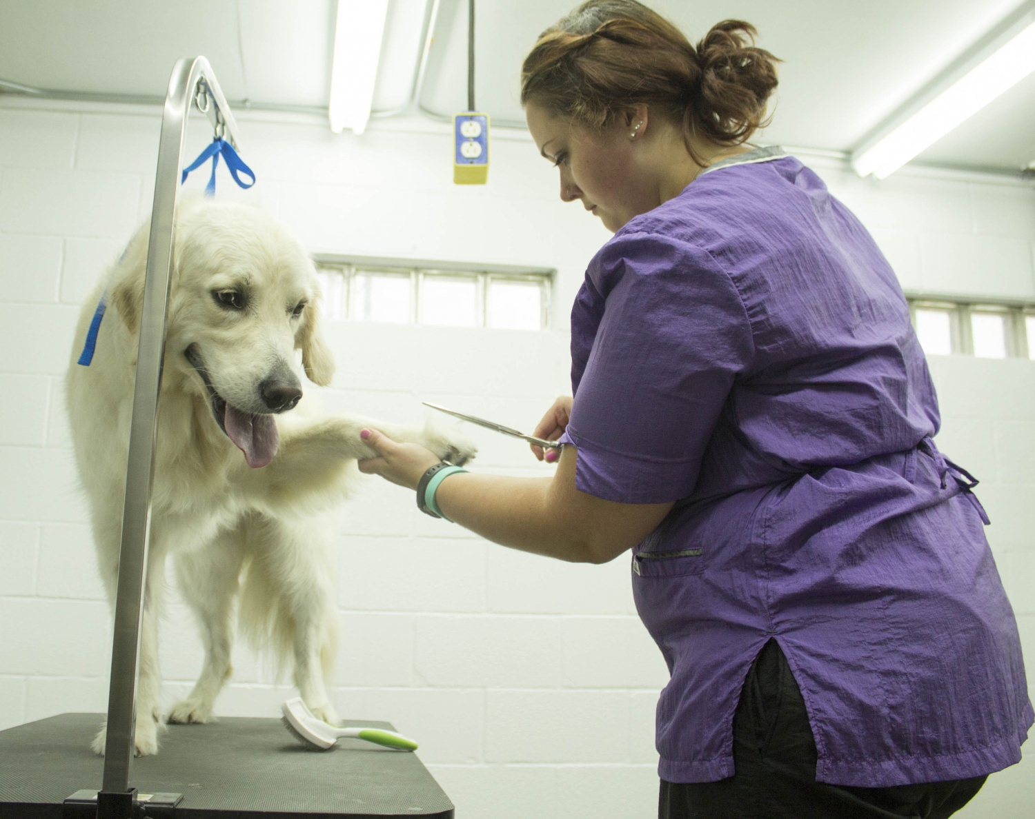 Tracy Grooming Dog